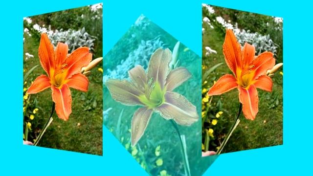 КАК ВЫБРАТЬ ЛИЛЕЙНИК. НА ЧТО ОБРАТИТЬ ВНИМАНИЕ смотреть онлайн