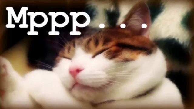 3 Часа - Умиротворяющее Мурлыканье Еще Раз:) / If You Love Cats :) смотреть онлайн