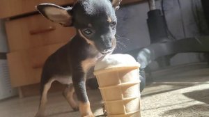 мини Той Терьер,Рафик#тойтерьер#