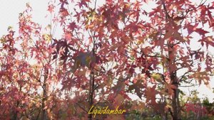 LIQUIDAMBAR styraciflua 'Worplesdon'