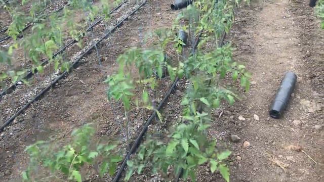 Томат Махитос f1 обзор высаженной рассады. смотреть онлайн