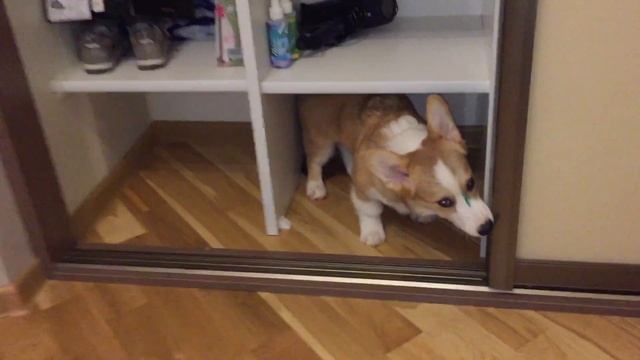 КАК МЫ ПРОВОДИМ ВРЕМЯ С ДЕТЬМИ И КОРГИ смотреть онлайн