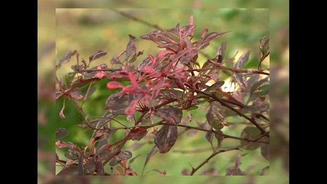 Кустарники, которые весь сезон украшают сад смотреть онлайн