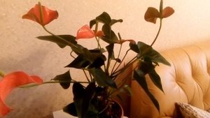 АНТУРИУМ УХОД В ДОМАШНИХ УСЛОВИЯХ. Правильный уход за антуриумом, пересадка, размножение