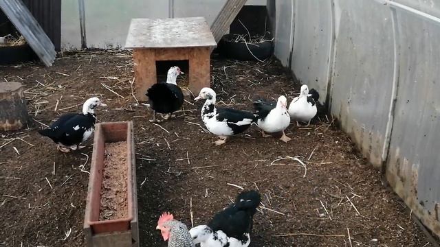 Индоутки.Яйцо уже в январе. смотреть онлайн