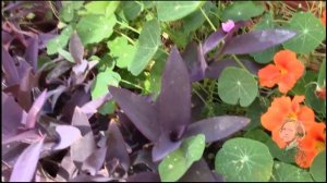 СЕТКРЕАЗИЯ И ДРУГИЕ МОИ РАСТЕНИЯ!