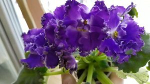 14 СОРТОВ ФИАЛОК С НАЗВАНИЯМИ.