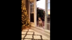 Собака не идет домой из-за невидимой двери