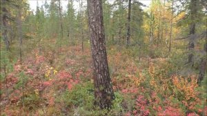 Север 2023. Лес. Шестой фильм.  14.09.23.