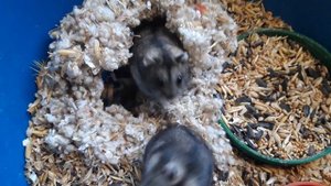 джунгарские хомячки //джунгарики //как разводить