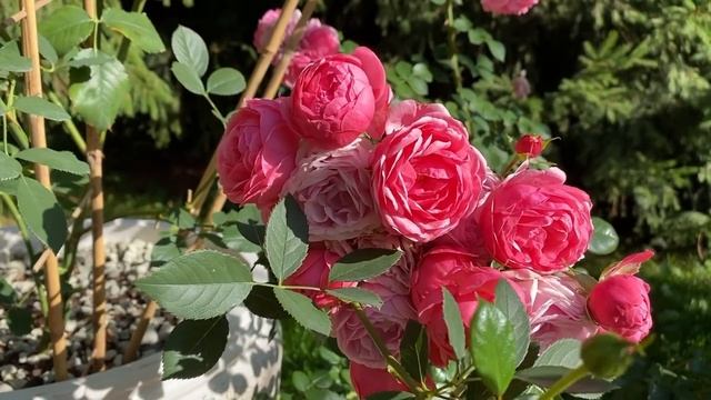 РОЗЫ. ПРАВИЛЬНЫЙ УХОД ЗА РОЗАМИ В ОДНОМ РОЛИКЕ!
