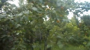 4. В.Железов. Урожай 2016. Абрикосы.mp4