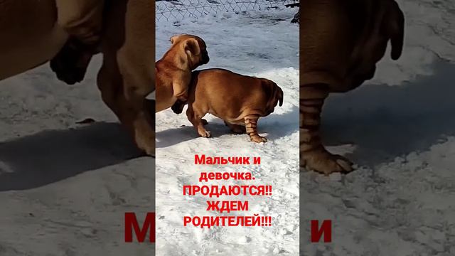 Французики! Продаются!!!