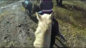 Лошадь лягнула