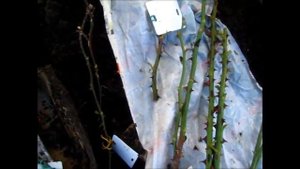 Черенкование роз весной. Черенкование по методу Буррито.