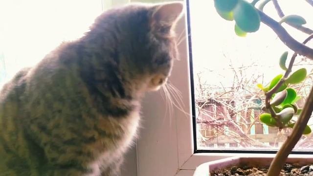 Британская короткошерстная кошка/Моё мнение/Стоит заводить или нет