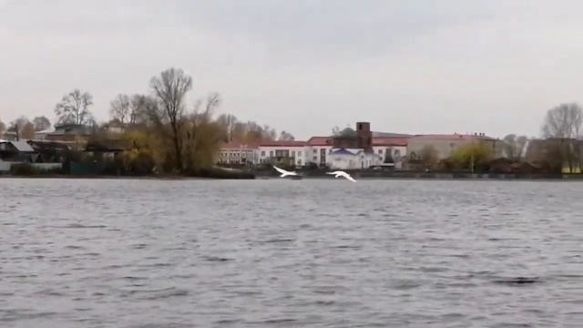 Красивый взлёт лебедей смотреть онлайн