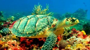 ～Фантастический релакс～ Морская черепаха в коралловых рифах