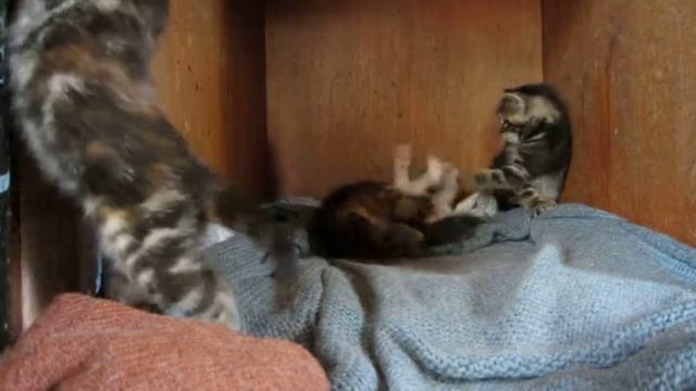 CANON IXUS 220 HS смотреть онлайн