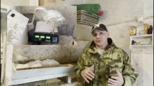 Сколько съели Бройлеры за 55 дней. Себестоимость 1кг мяса Бройлера.  Ошибки при выращивании