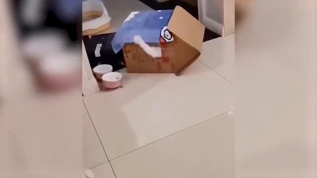 📹  Самые новые смешные животные 2023😂 Смешные коты и собаки - Animal Club