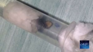 Муравьи Camponotus vagus:Подкидываем коконы