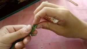 Как заставить есть ящерицу если она не хочет.