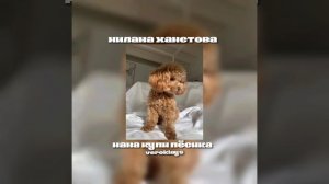милана хаметова-мама купи песика (speed song,speed up)