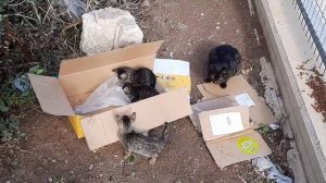 5 КОШЕК В КОРОБОЧКЕ