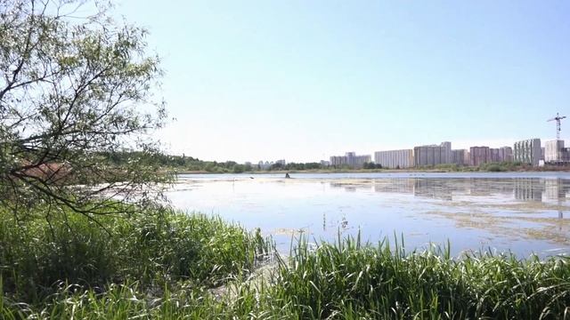 В реку Челябинска выпустили акулу смотреть онлайн