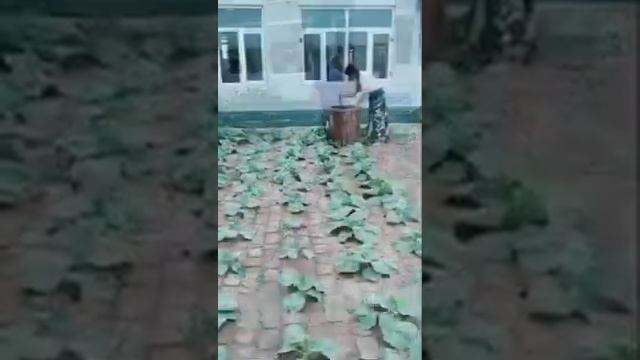 И на камнях растут цветы смотреть онлайн