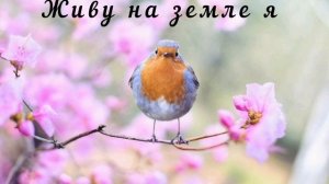 Живу на земле я. Христианская песня МСЦ ЕХБ.
