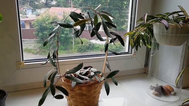 Хойи кентиана вариегатная и сигилатис. Сюрприз.