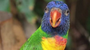 Слово Подписчикам| разговоры с коллекторами