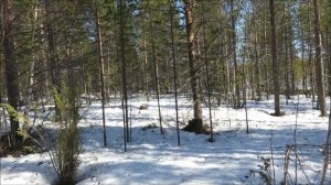 Охота с лайкой. Как скрадывать дичь из под лайки