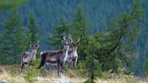 Что такое Тайга?