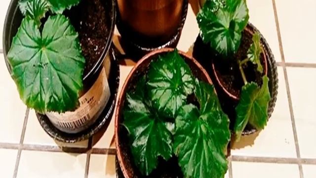 Как пересадить Бегонию на новое место смотреть онлайн