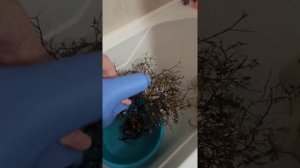 Воскрешаем мирт или пересадка растений из земли в пеностекло.