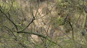 Little Inca Finch - Marañon Valley, Jaen.