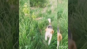 Жёсткая схватка щенка Акита ину и взрослого бигля.