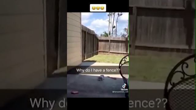 кто засмеялся с того подписка, а кто нет с того лайк❤ смотреть онлайн