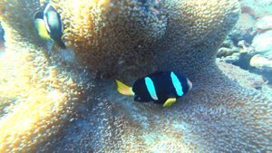 Clownfish (Рыбка клоун)