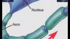 Corrections in Neuroscience-1