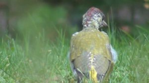 Зеленый дятел. Редкая птица из красной книги.