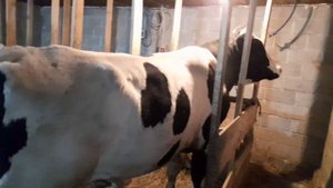 Бычки сименталы и голштинский увозим на забой