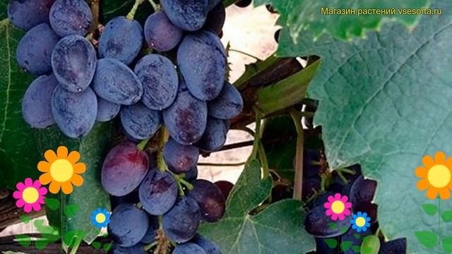 Виноград плодовый плодовый Юпитер. Краткий обзор, описание характеристик vitis vinifera Юпитер
