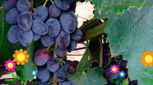 Виноград плодовый плодовый Юпитер. Краткий обзор, описание характеристик vitis vinifera Юпитер