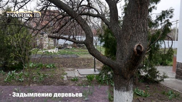 РАНО ЦВЕТЕТ АБРИКОС - Как Уберечь Цветущий Абрикос от Заморозков - Как Замедлить Цветение Абрикоса смотреть онлайн