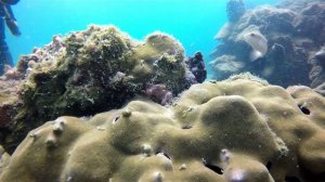 Дайвинг на острове Фукуок Вьетнам #Фукуок #Дайвинг #SeaMenDivers