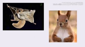 Барбарики, но с RYTP-картинками